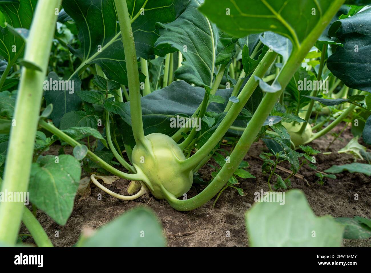 Kohlrabi feld Fotos und Bildmaterial in hoher Auflösung Alamy