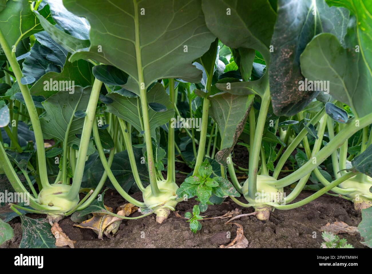 Feld mit Kohlrabi-Pflanzen, Kohlrabi-Knollen, NRW, Deutschland, Stockfoto