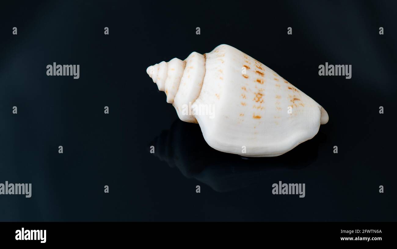 Seashell auf einer schwarzen Oberfläche Stockfoto