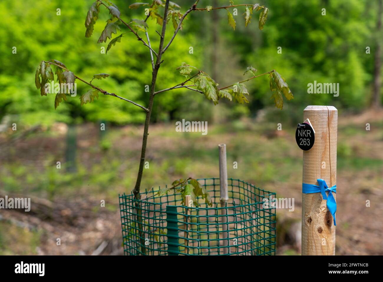 Friedhofswald, Begräbnisstätte im Wald, in biologisch abbaubaren Urnen, unter Bäumen, Niederkrüchten, NRW, Deutschland, Stockfoto