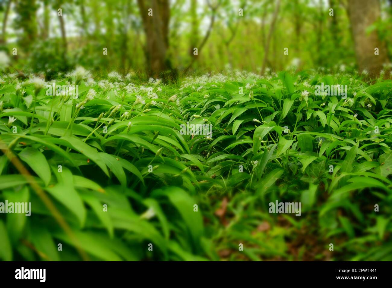 Wilder Knoblauch blüht in dorset-Wäldern Stockfoto