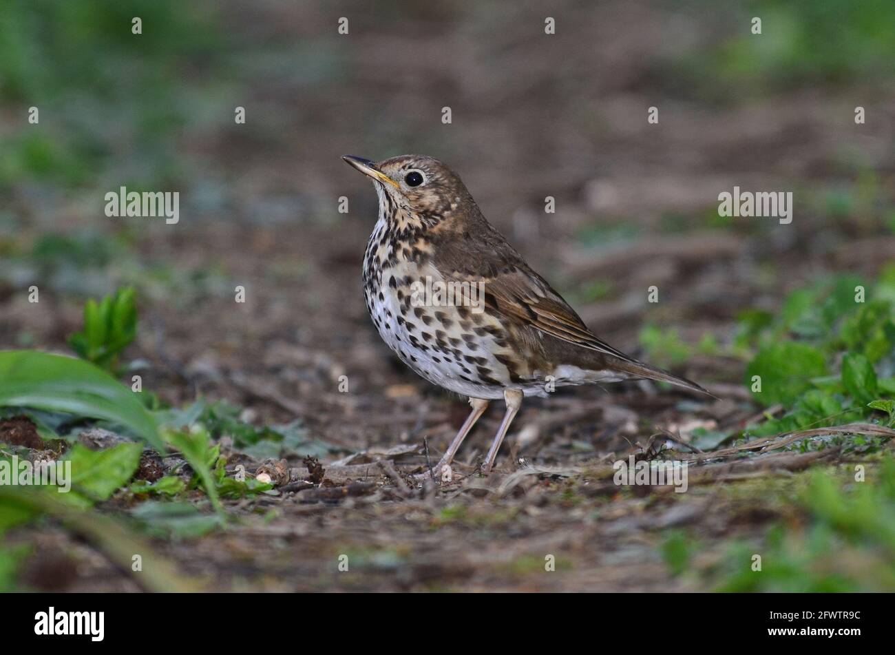 Singdrossel für Erwachsene im Frühjahr Stockfoto