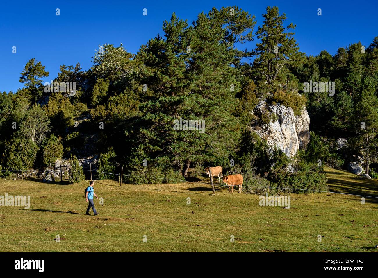 Wandern auf der Pla del Catllaràs-Wiese, im oberen Teil der Catllaràs-Bergkette (Berguedà, Katalonien, Spanien, Pyrenäen) Stockfoto