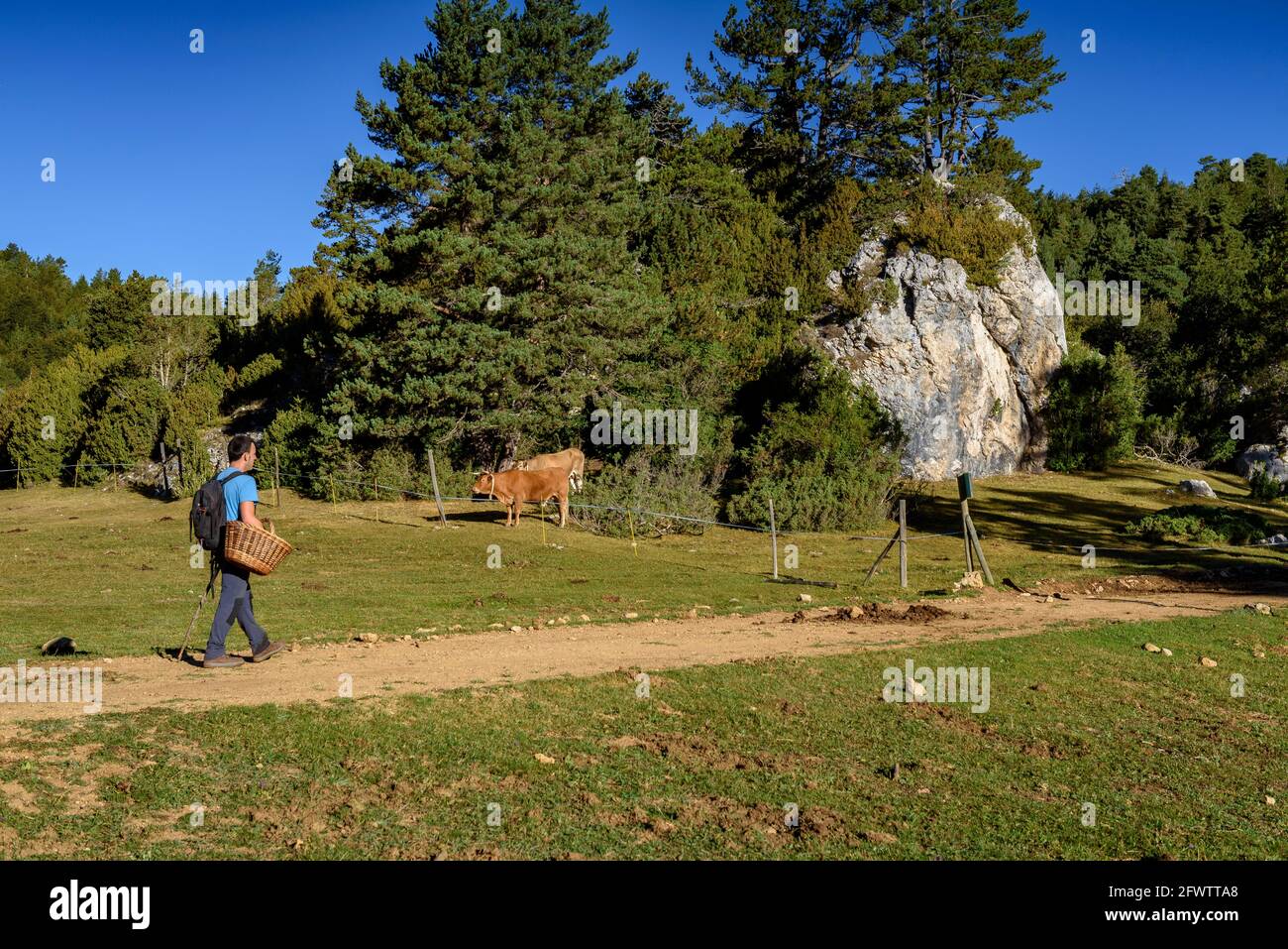 Wandern auf der Pla del Catllaràs-Wiese, im oberen Teil der Catllaràs-Bergkette (Berguedà, Katalonien, Spanien, Pyrenäen) Stockfoto