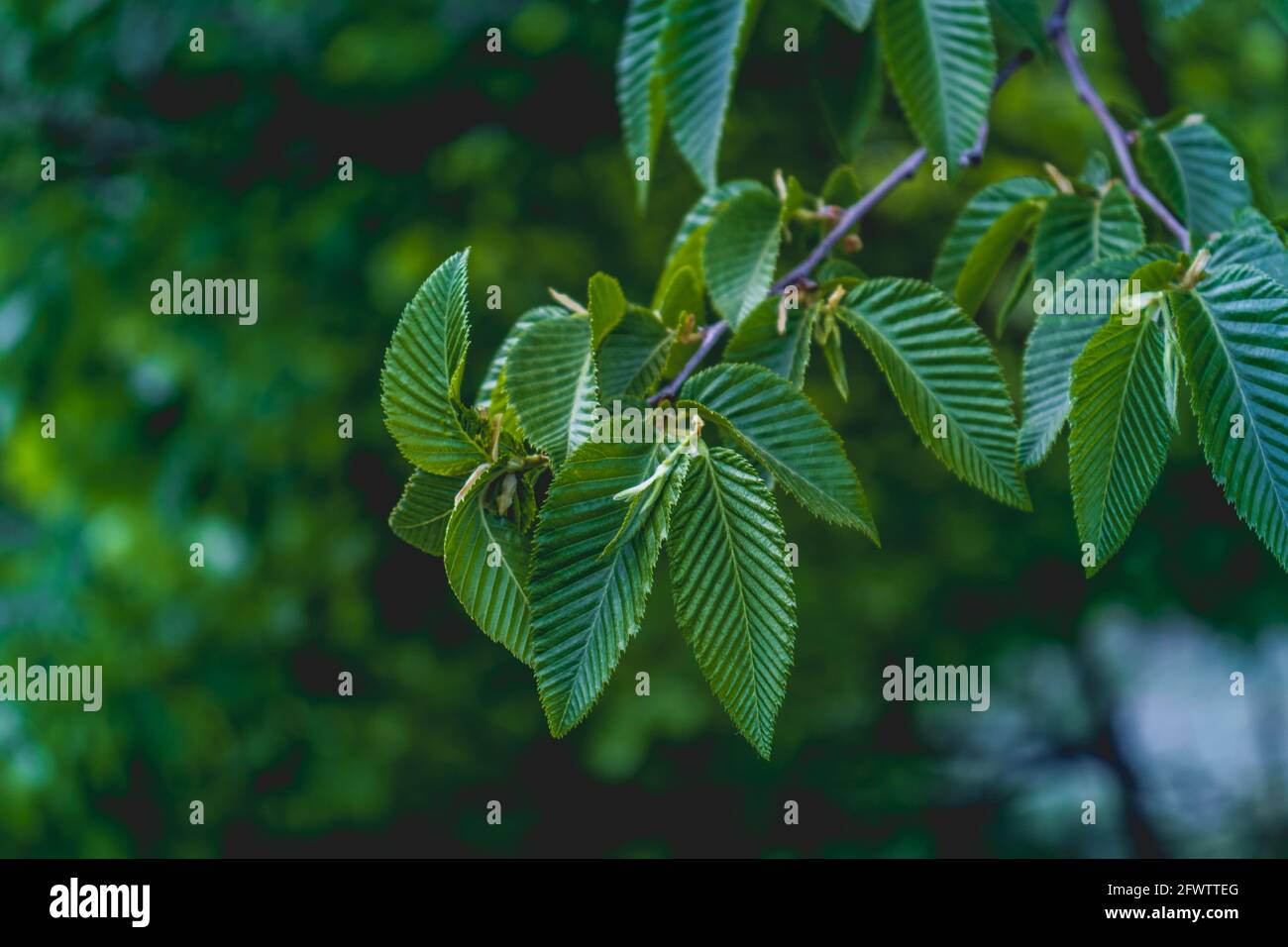 Grüne Blätter auf einem Baum im Wald Stockfoto