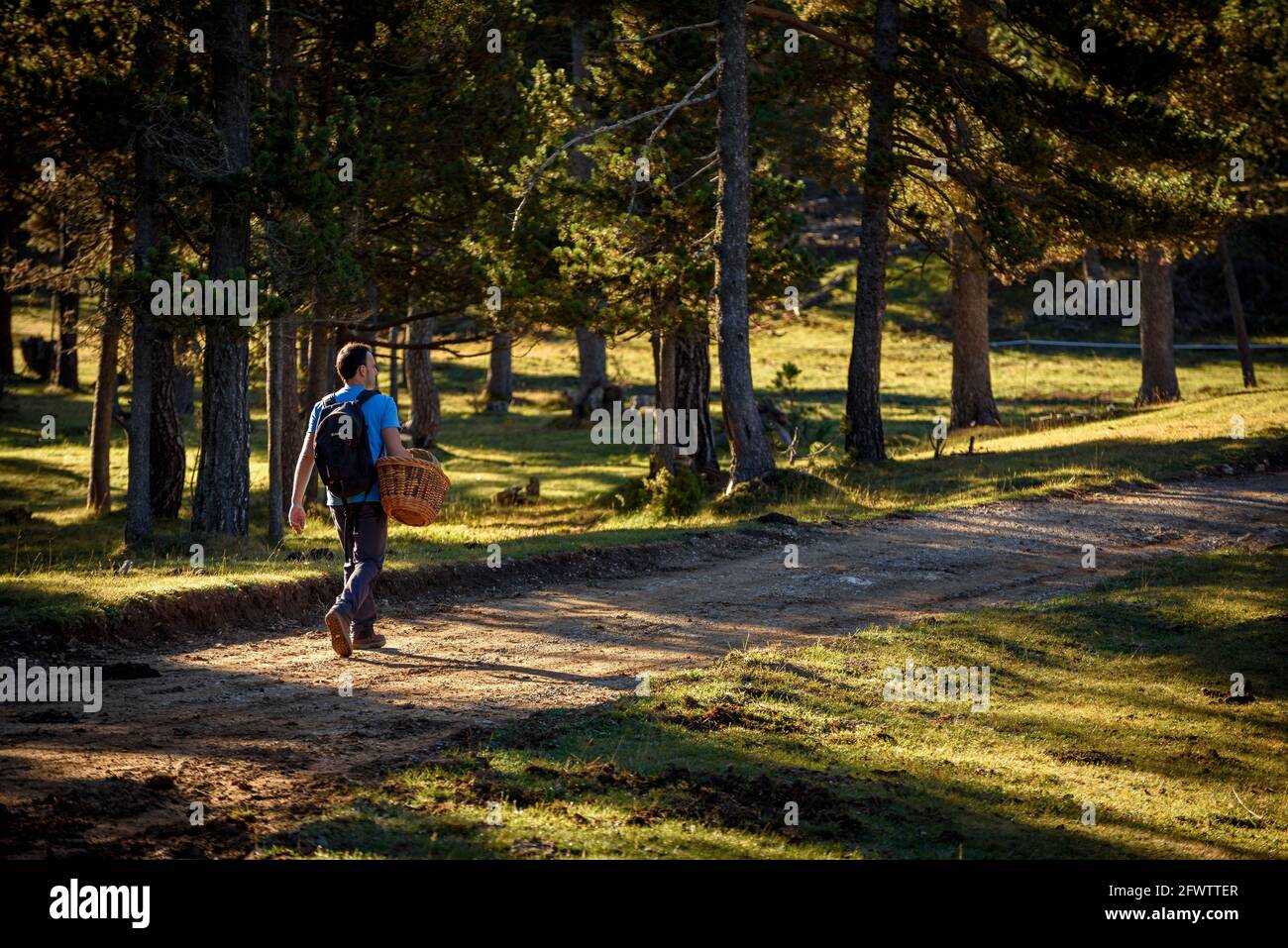 Wandern auf der Pla del Catllaràs-Wiese, im oberen Teil der Catllaràs-Bergkette (Berguedà, Katalonien, Spanien, Pyrenäen) Stockfoto