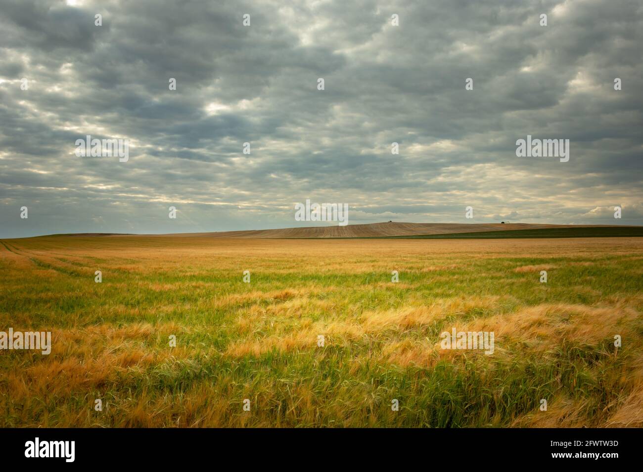 Riesiges Feld mit Getreide und bewölktem Himmel, Staw, Lubelskie, Polen Stockfoto