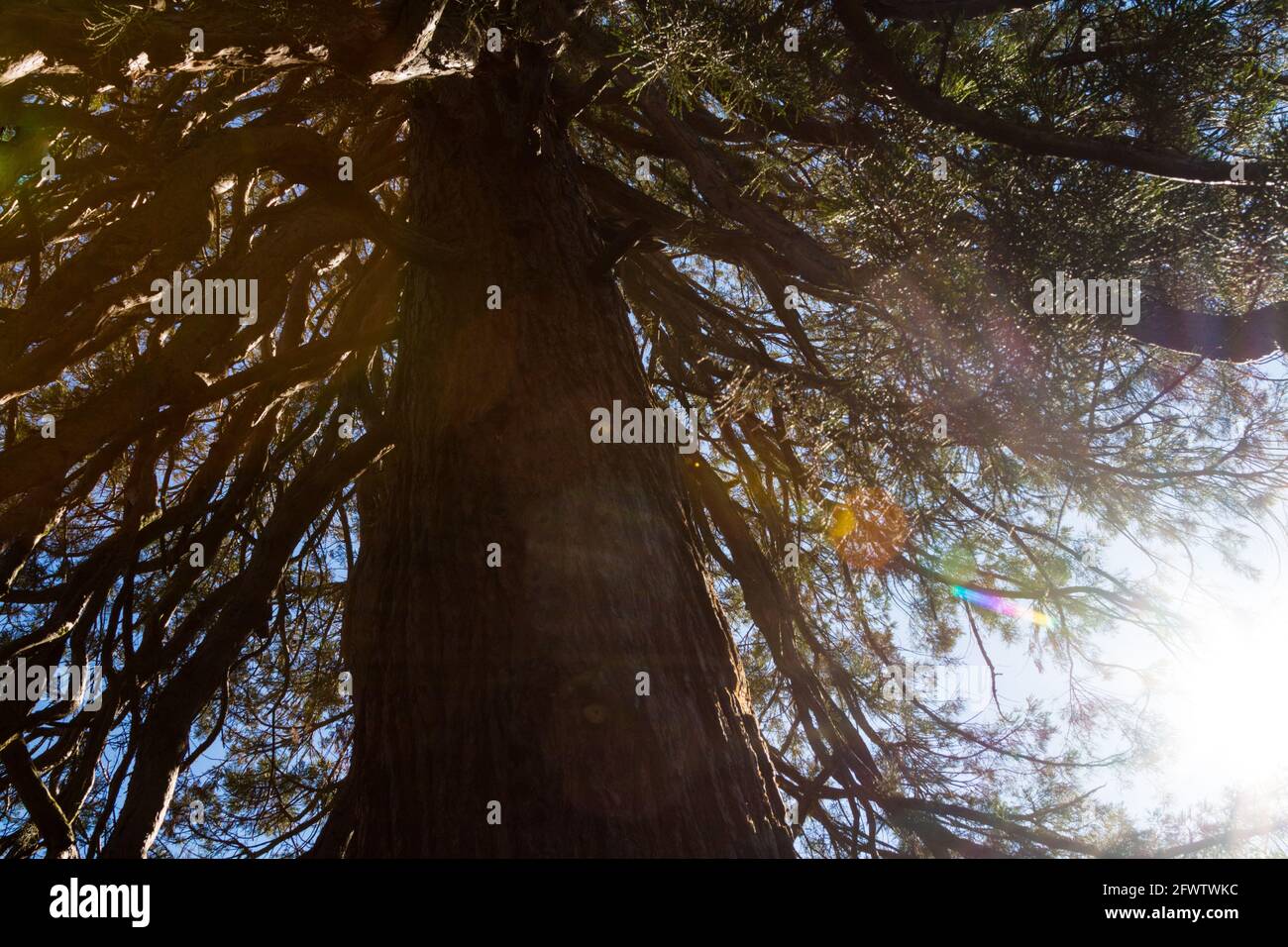 Riesenmammutbaum Sequoiadendron giganteum, ca. 150 Jahre alt, in Erzsebet kert (Elisabeth Park), Sopron, Ungarn Stockfoto