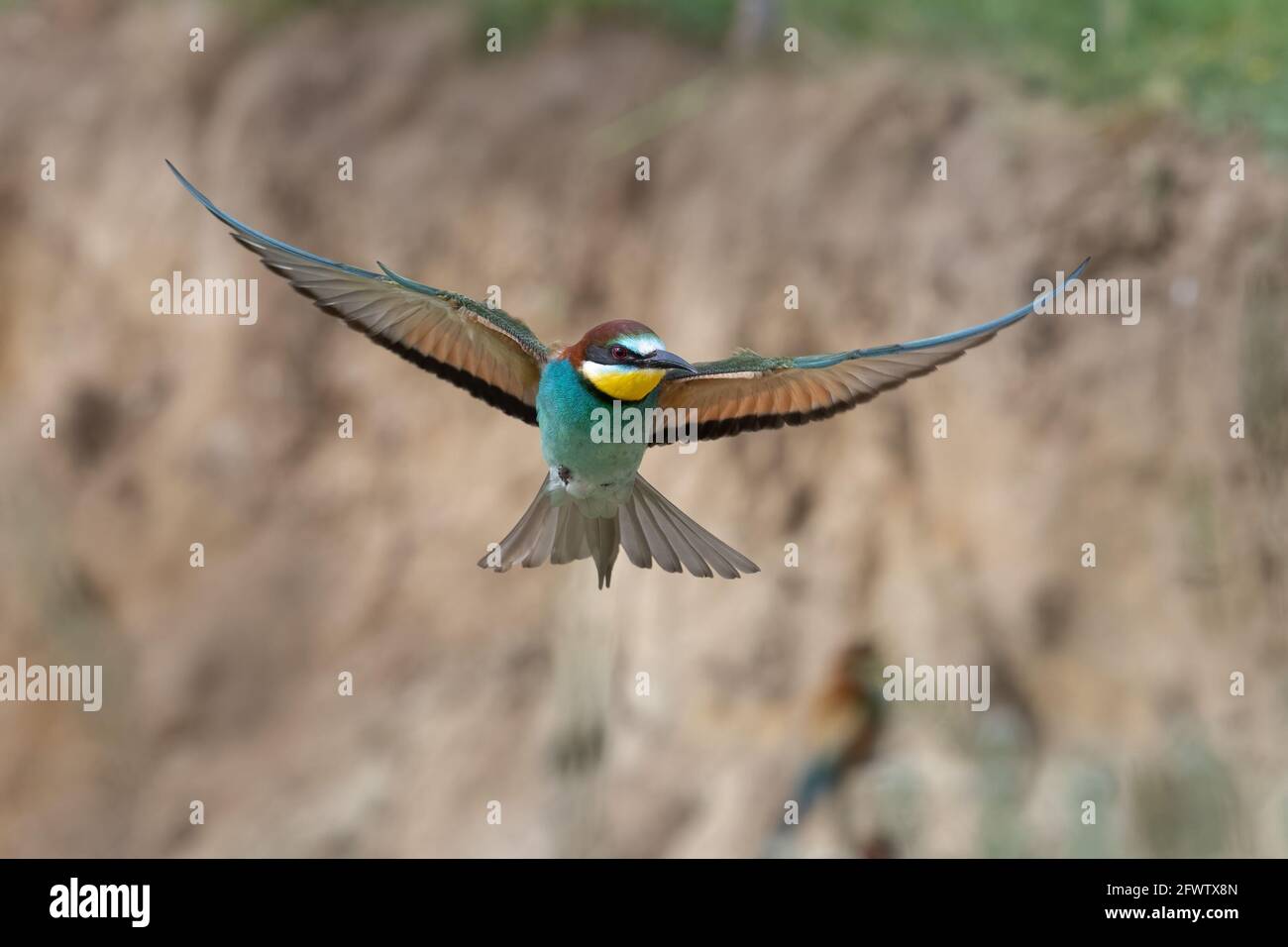 Europäischer Bienenfresser im Flug mit einem grünen Hintergrund Merops apiaster Fliegen Stockfoto