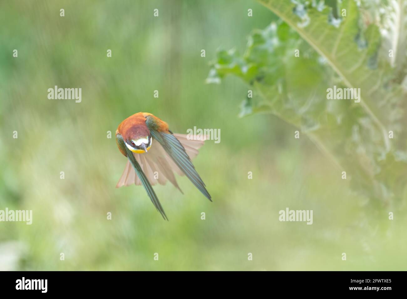 Europäischer Bienenfresser, der Merops apiaster im Flug fliegt Stockfoto