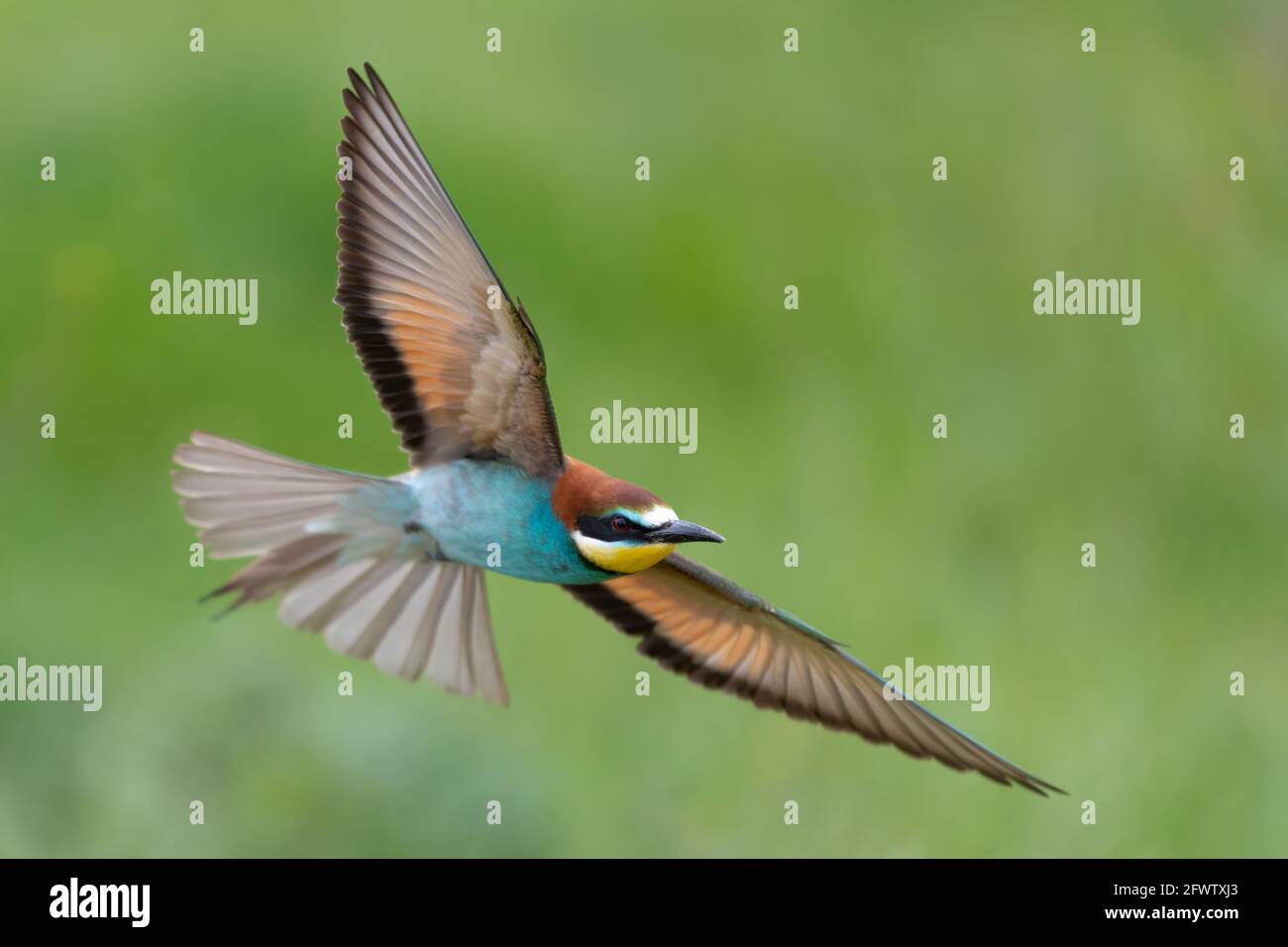 Europäischer Bienenfresser im Flug mit einem grünen Hintergrund Merops apiaster Fliegen Stockfoto