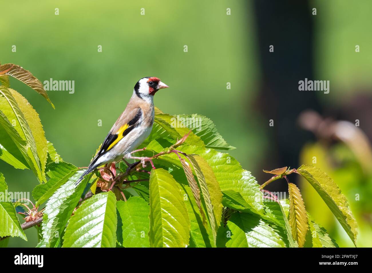 Der Europäische Goldfink (Carduelis carduelis) siedelt sich auf dem Ast an Stockfoto