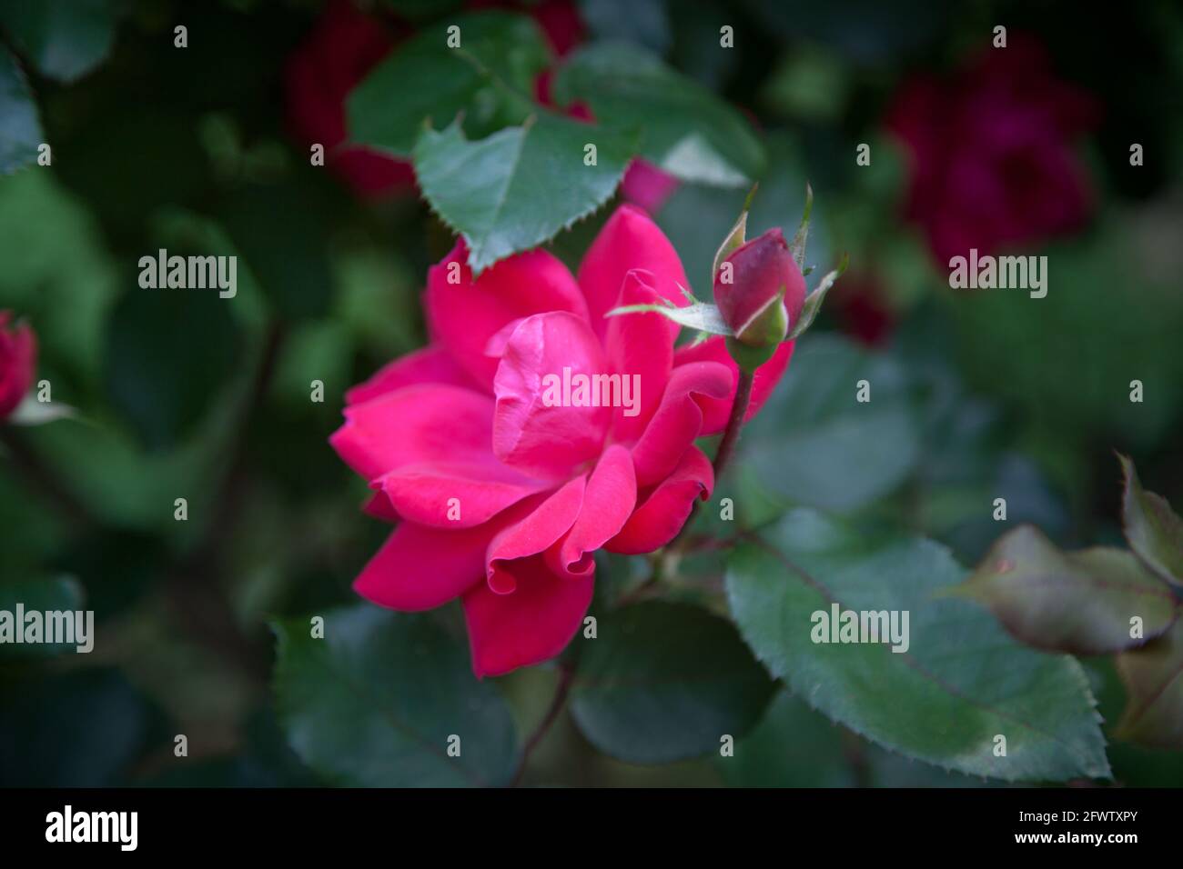 Romantische rote rose Stockfoto