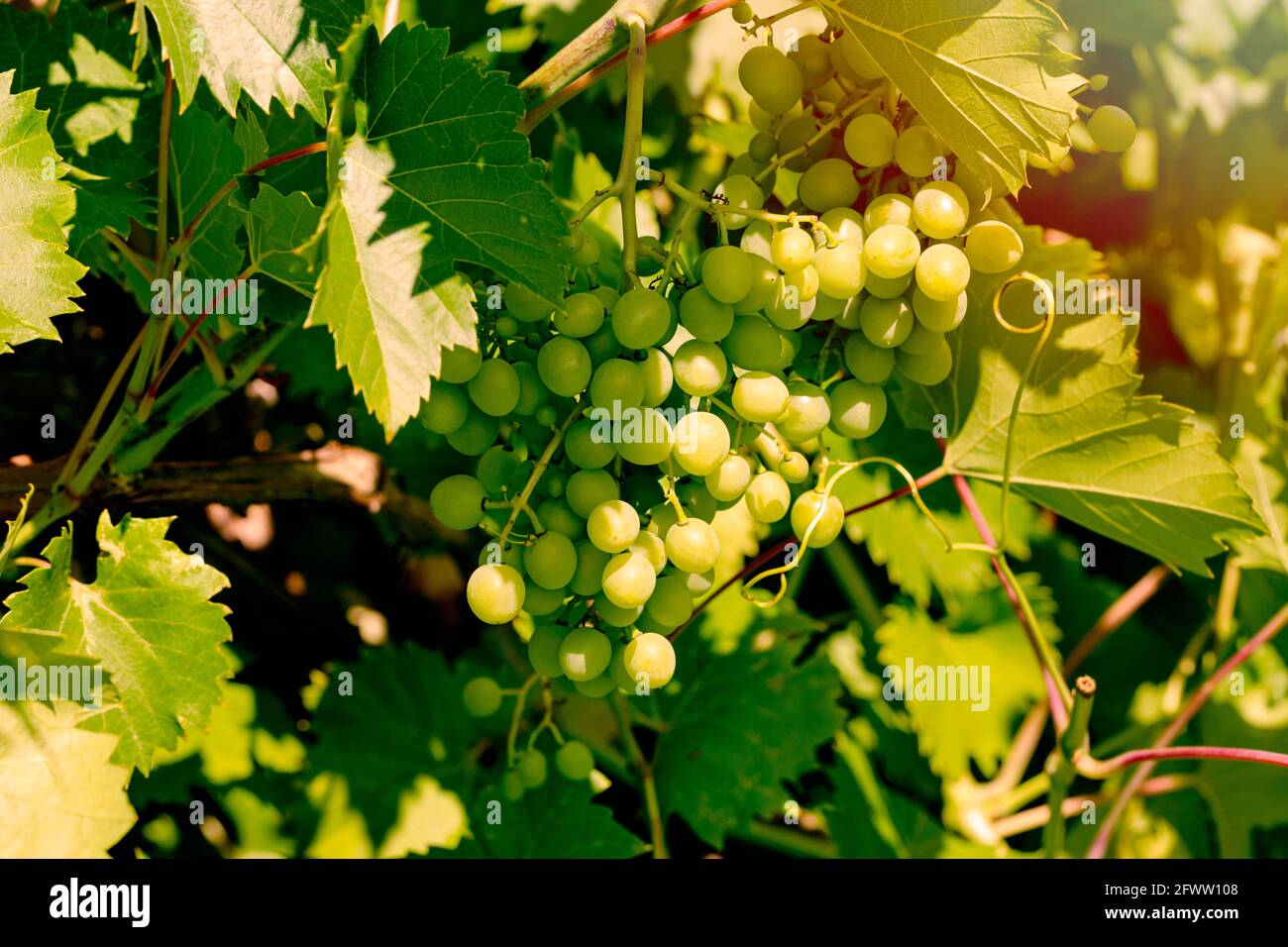 Die Rebe wächst auf dem Feld. Sommerhintergrund Stockfoto