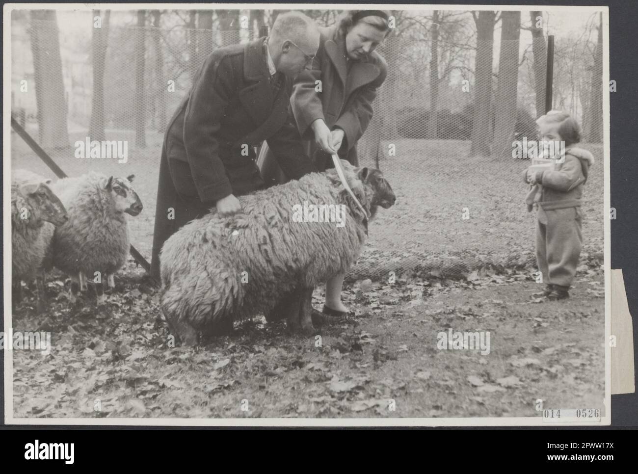 Im Palast von Soestdijk wurden Prinzessin Juliana drei Schafe von Herrn T.R.A.W. überreicht Wenink. Sie waren ein Geschenk der Wolf Club Dublin Boys Scouts. Die Schafe heißen Balou, Akela und Baghera. Die Prinzessin bindet ein schickes Band mit seinem Namen auf Baloo, während die kleine Prinzessin Margriet neugierig aufschaut, 14. Dezember 1945, Geschenke, Königshaus, Prinzessinnen, Schafe, Niederlande, Foto der Presseagentur des 20. Jahrhunderts, News to remember, Dokumentarfilm, historische Fotografie 1945-1990, visuelle Geschichten, Menschliche Geschichte des zwanzigsten Jahrhunderts, Momente in der Zeit festzuhalten Stockfoto