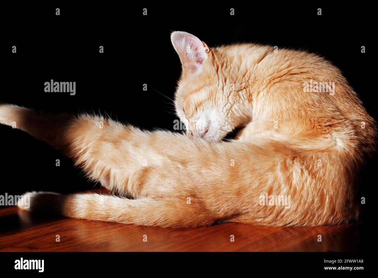 Ingwer-Katze leckt sich im Sonnenlicht auf dem Boden Stockfoto
