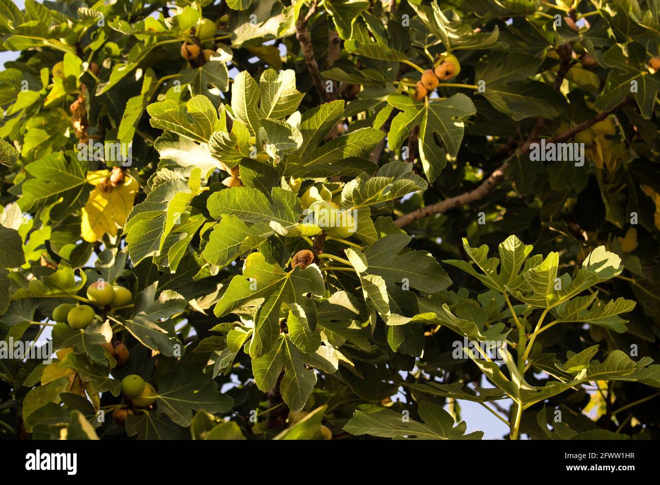 Nahaufnahme der gelben Feigen (Ficus carica) Auf einem Baum, der in Izmir / Türkei gefangen wurde Stockfoto