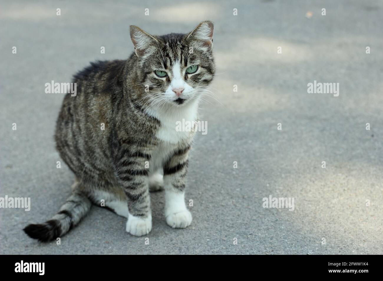 Mürrische tubby Katze mit weißem Fell sitzt auf dem Boden draußen. Sommer, Riga, Lettland. Stockfoto