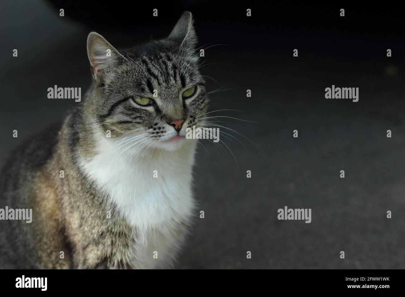 Mürrische tubby Katze mit weißem Fell sitzt auf dem Boden draußen. Sommer, Riga, Lettland. Stockfoto