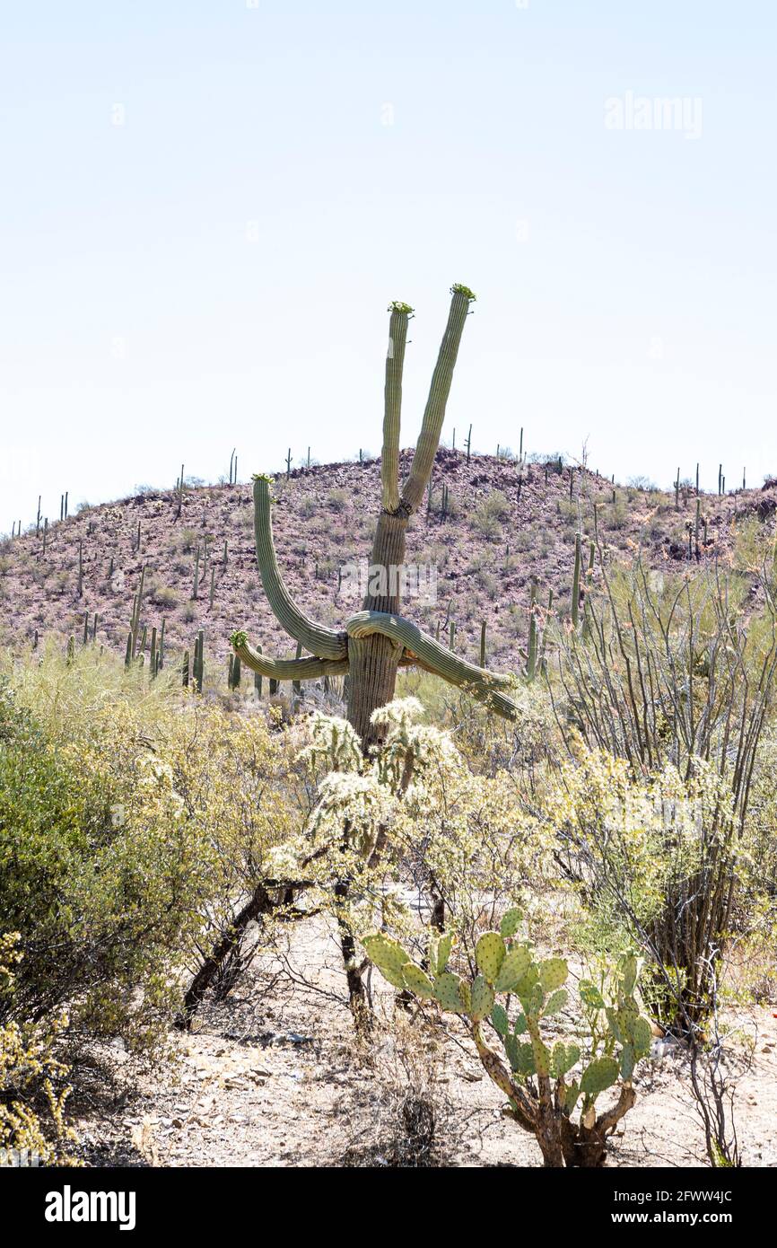 Pflanzen Sie das Leben in der Sonoran-Wüste Stockfoto