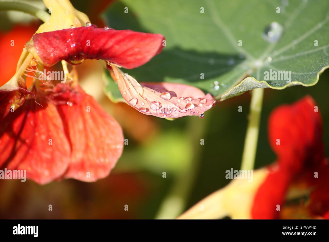 Im Sommergarten blühte orangenes Kapuzinerkreuz Stockfoto