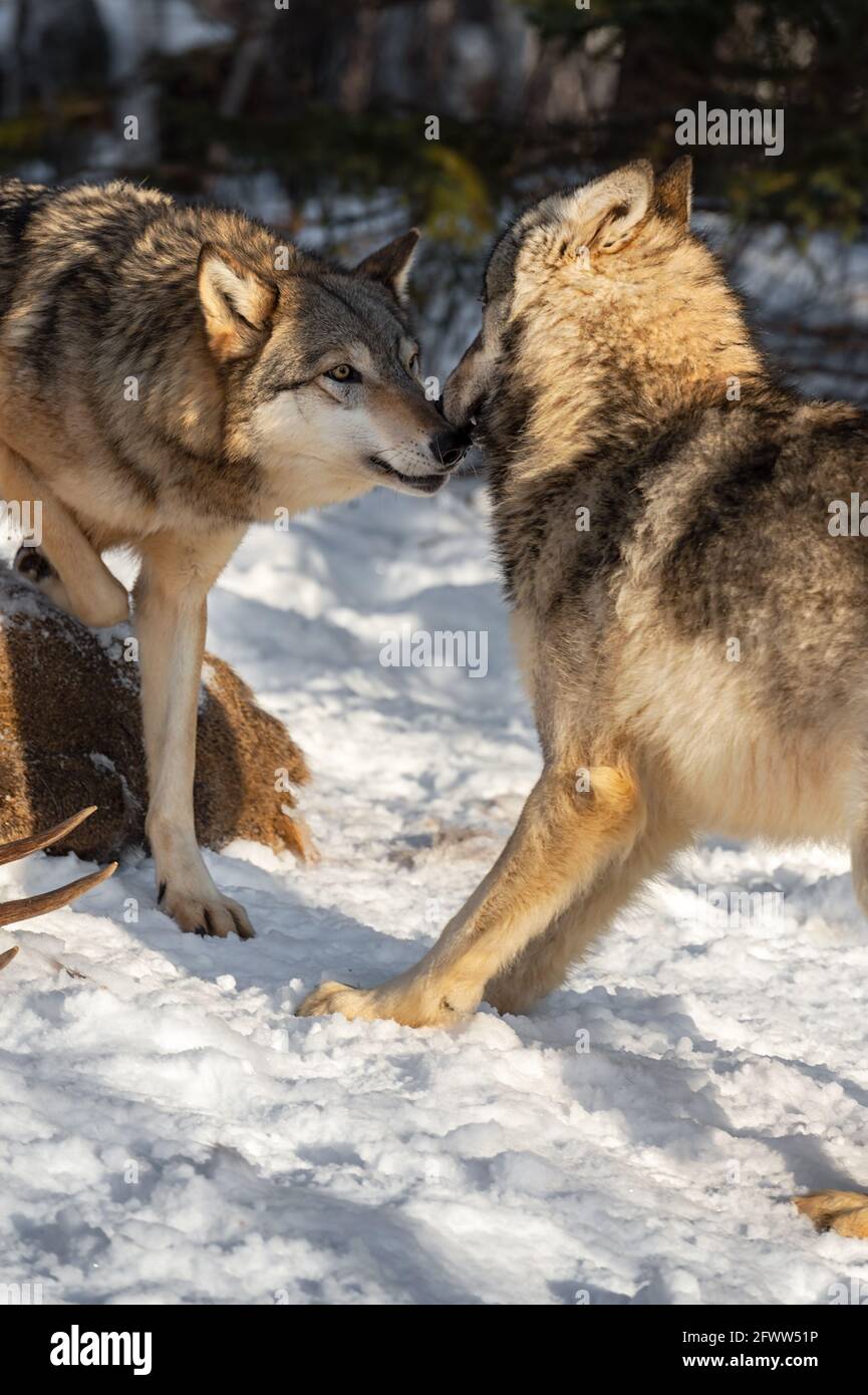 Grauer Wolf (Canis lupus) Schnüffelt beim Recoiling Packmate Winter - Captive Animals Stockfoto