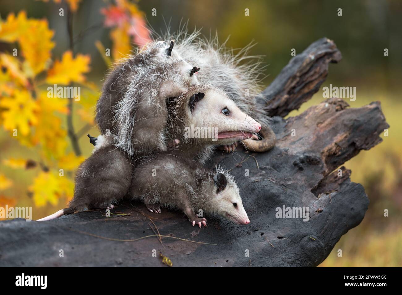 Virginia opossum (Didelphisvirginiana) Mit Family on Log Looking Right Autumn - Captive Animals Stockfoto