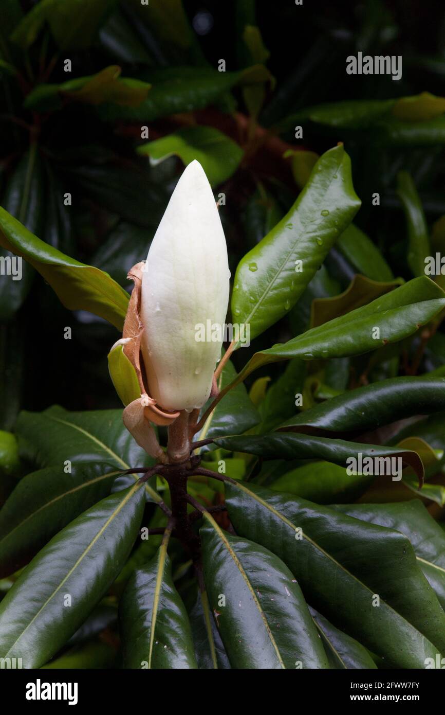 Magnolia Bud im Sonnenschein Stockfoto