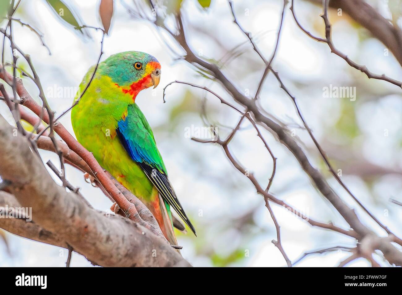 Sugar Glider im Brisbane Ranges NP Stockfoto