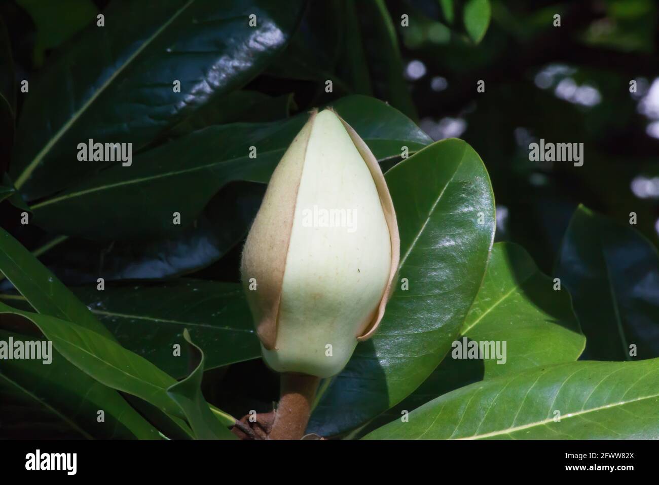 Magnolia Bud im Sonnenschein Stockfoto