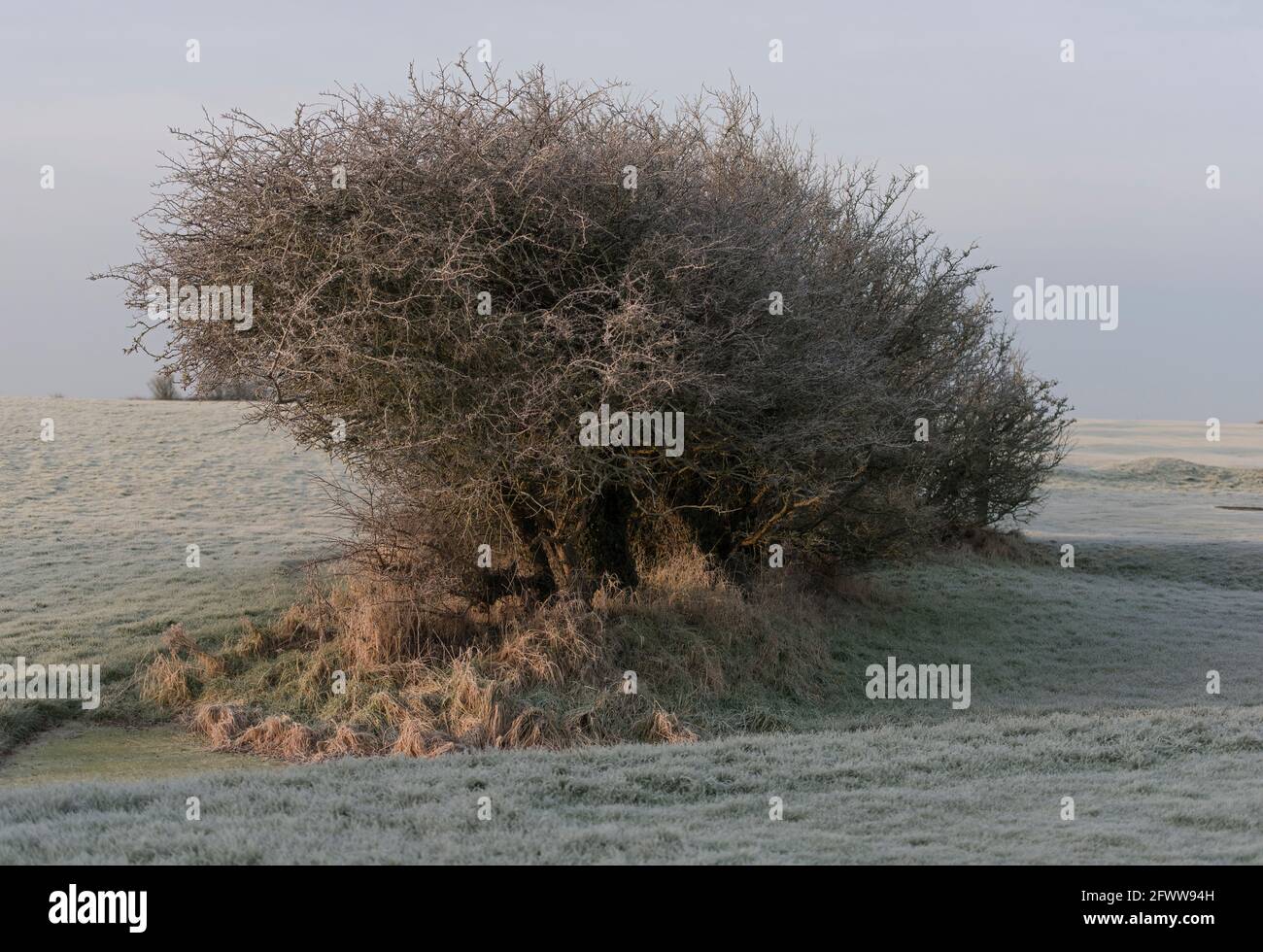 Frostiger Morgen im County Lancashire, Großbritannien Stockfoto