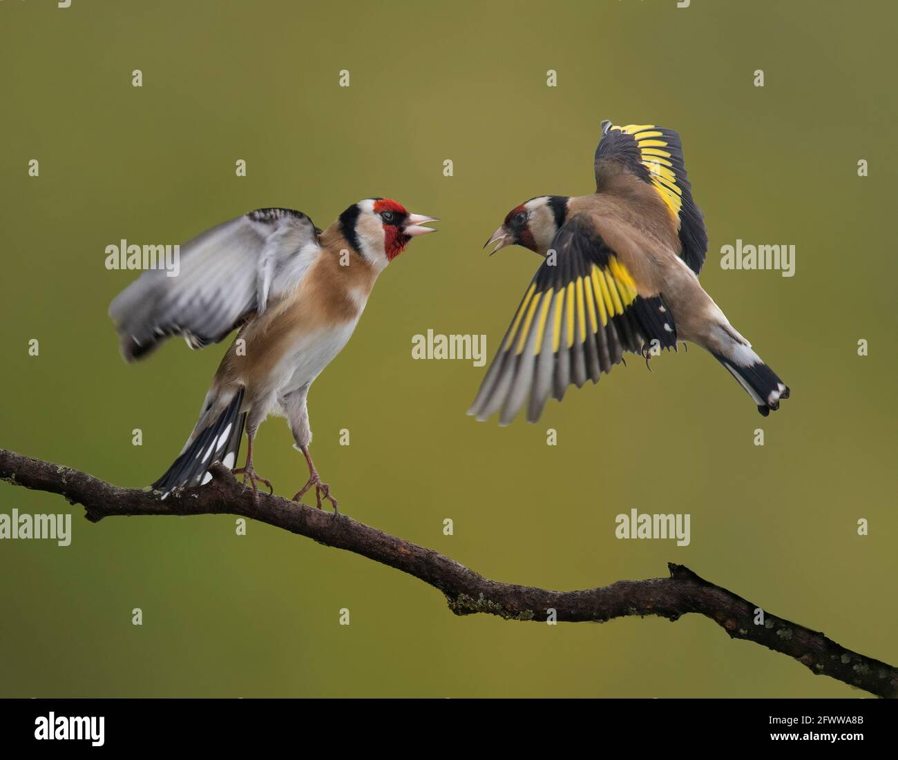 Eurasischer Goldfink, Carduelis carduelis, Luftstreitkampf, Lancashire, Großbritannien Stockfoto