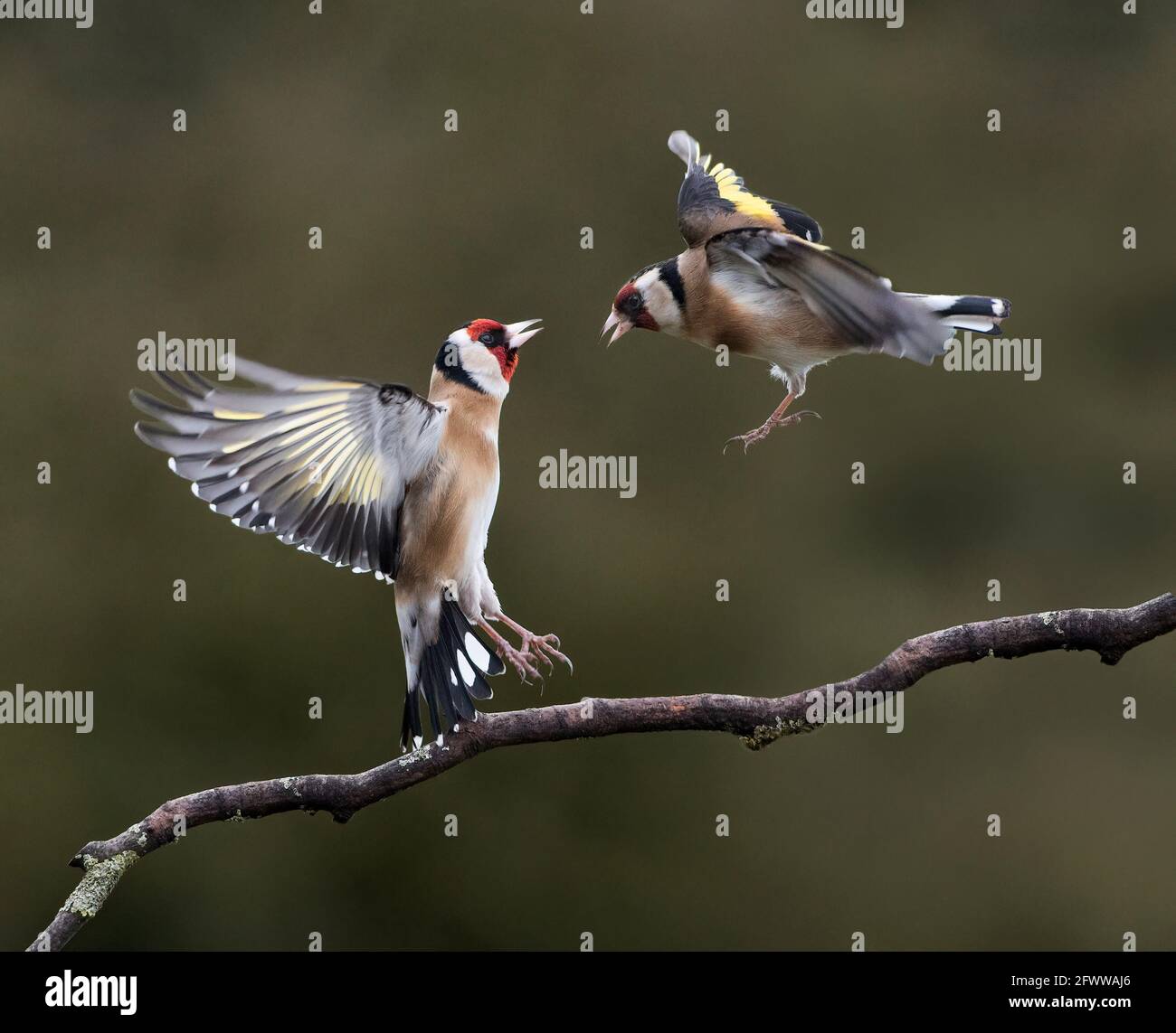 Eurasischer Goldfink, Carduelis carduelis, Luftstreitkampf, Lancashire, Großbritannien Stockfoto