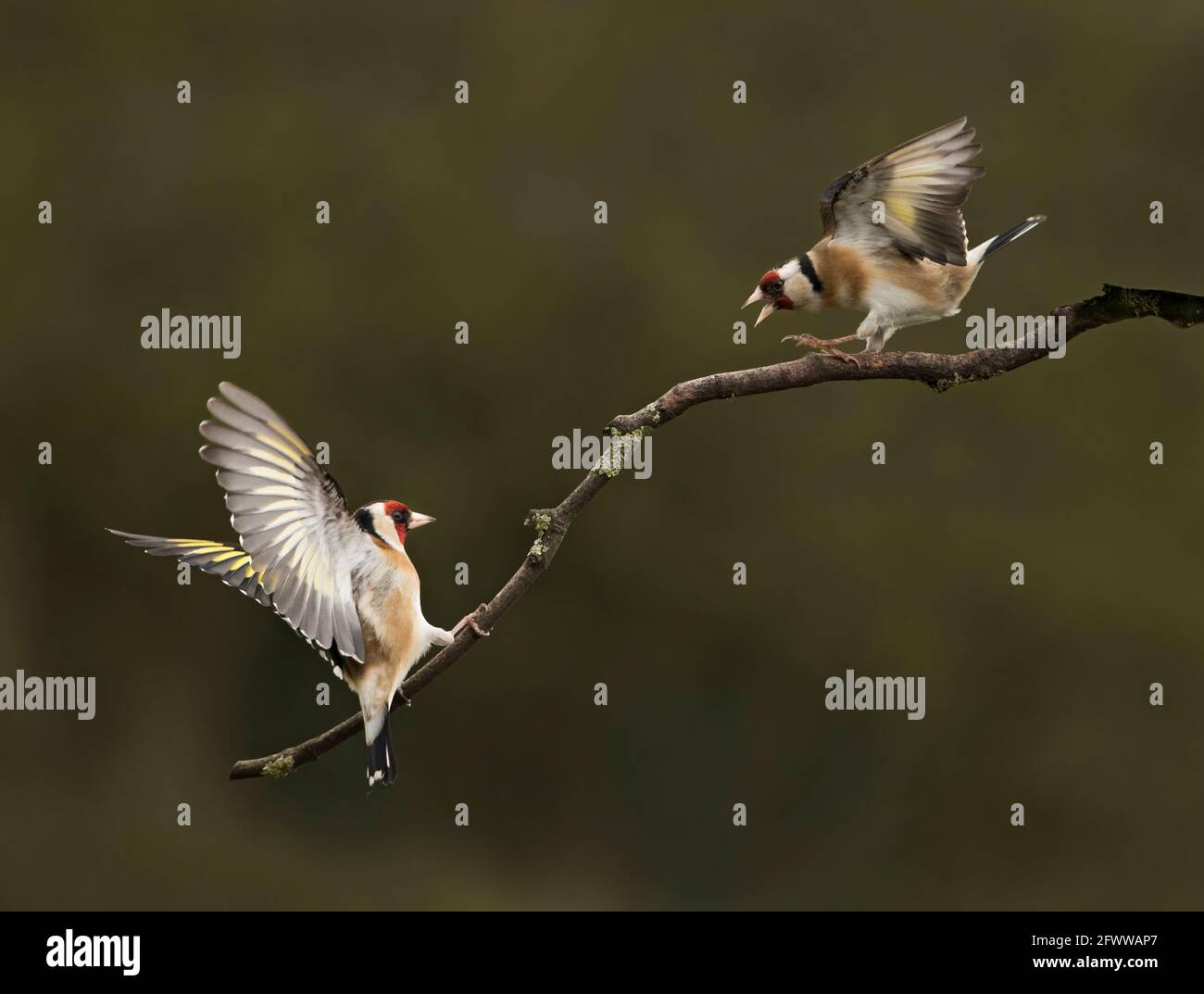 Eurasischer Goldfink, Carduelis carduelis, Luftstreitkampf, Lancashire, Großbritannien Stockfoto