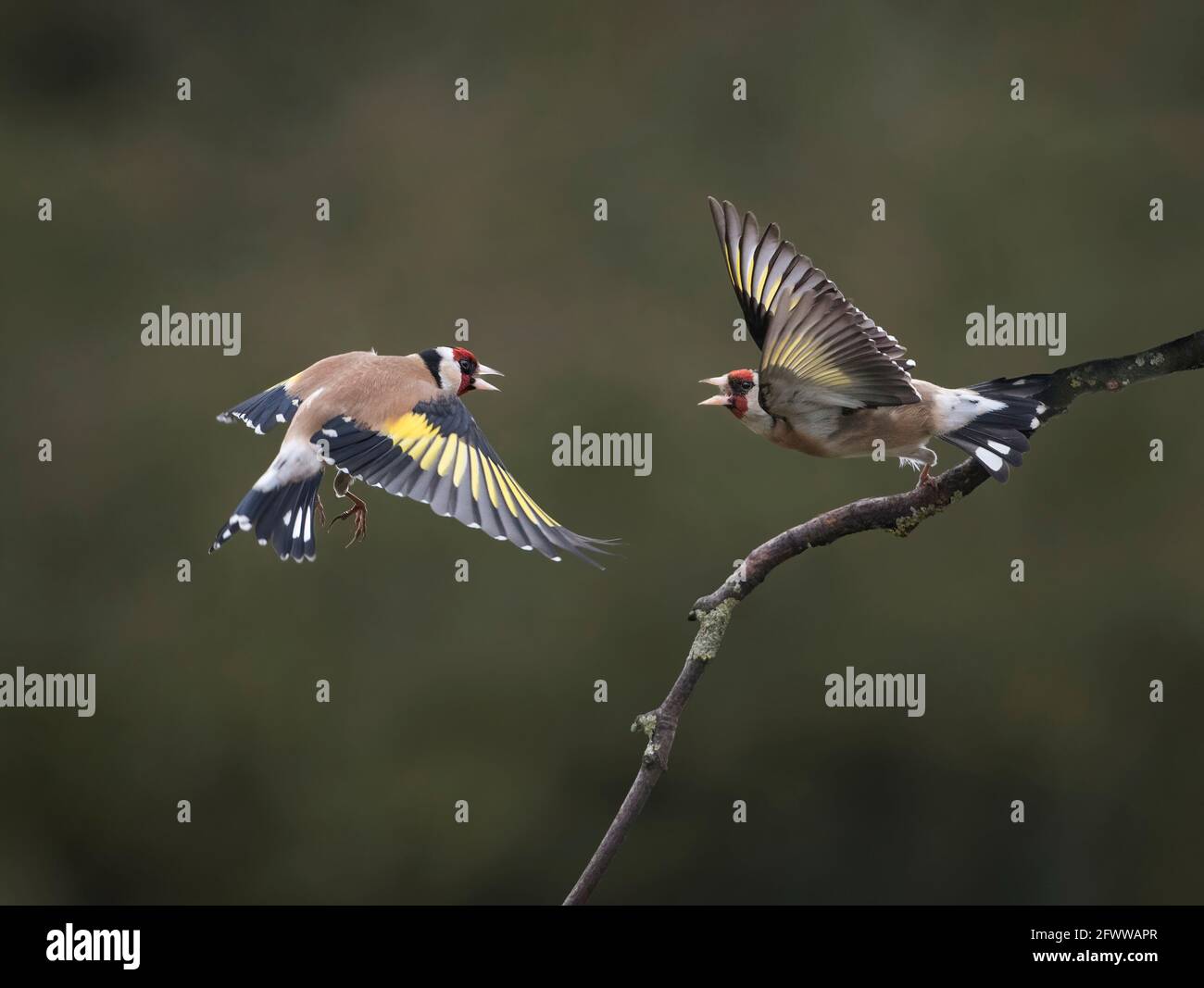 Eurasischer Goldfink, Carduelis carduelis, Luftstreitkampf, Lancashire, Großbritannien Stockfoto
