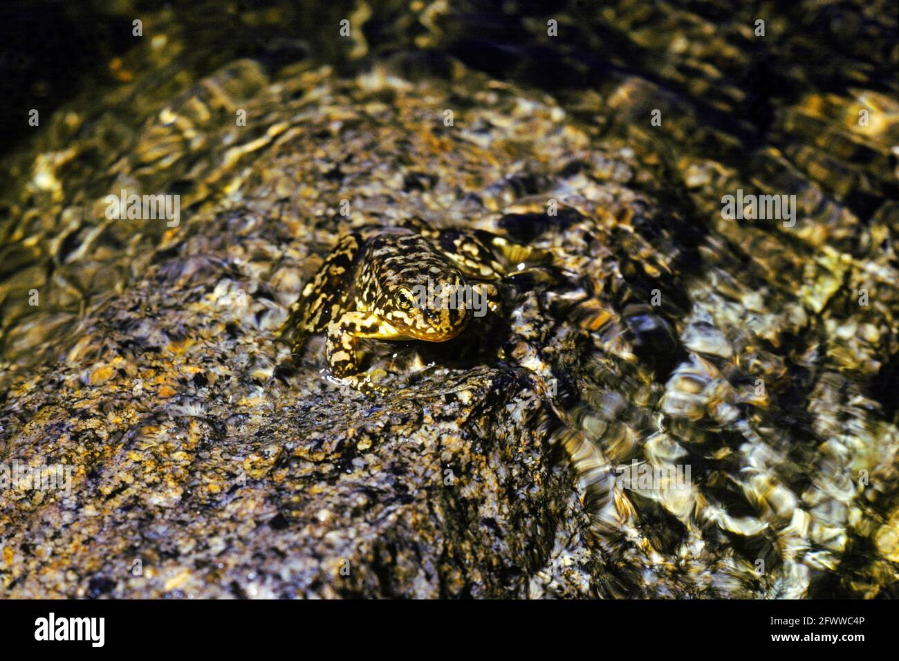 Gelbbeinfrosch (Rana muscosa) in der Sierra Nevada; USA Stockfoto
