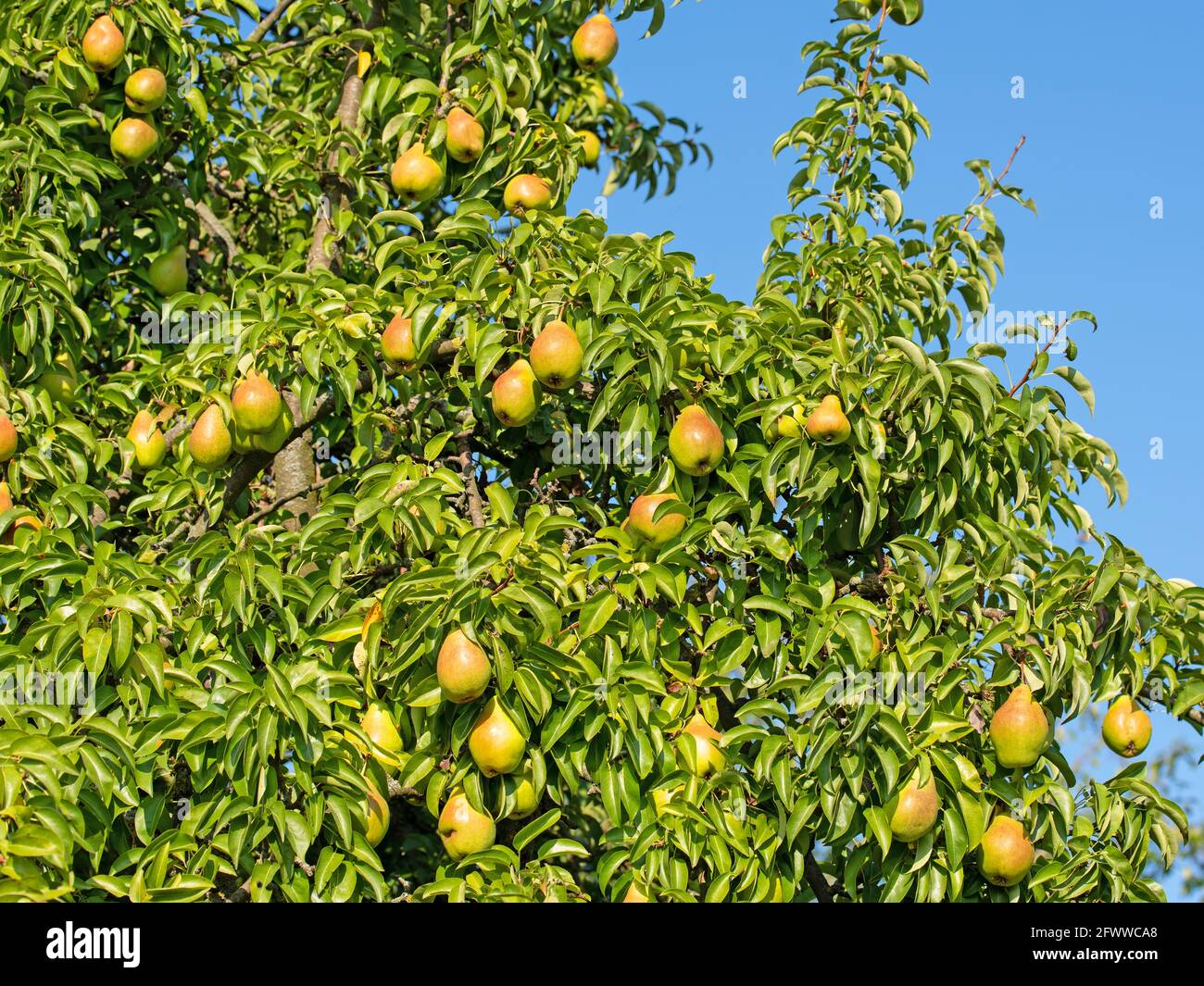 Reife Birnen, Pyrus domestica, am Baum Stockfoto