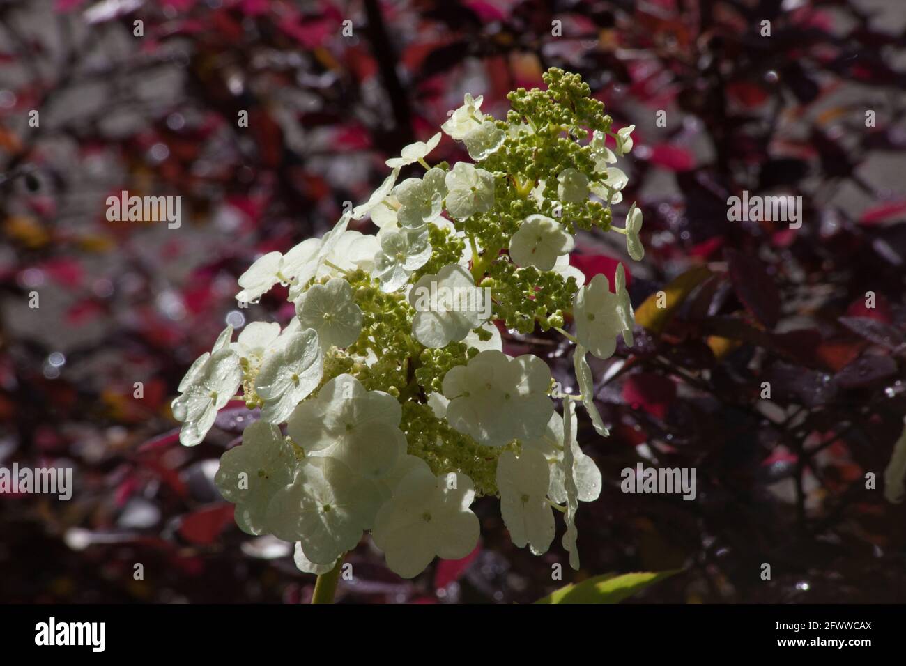 Weiße Blume wächst im Garten Stockfoto