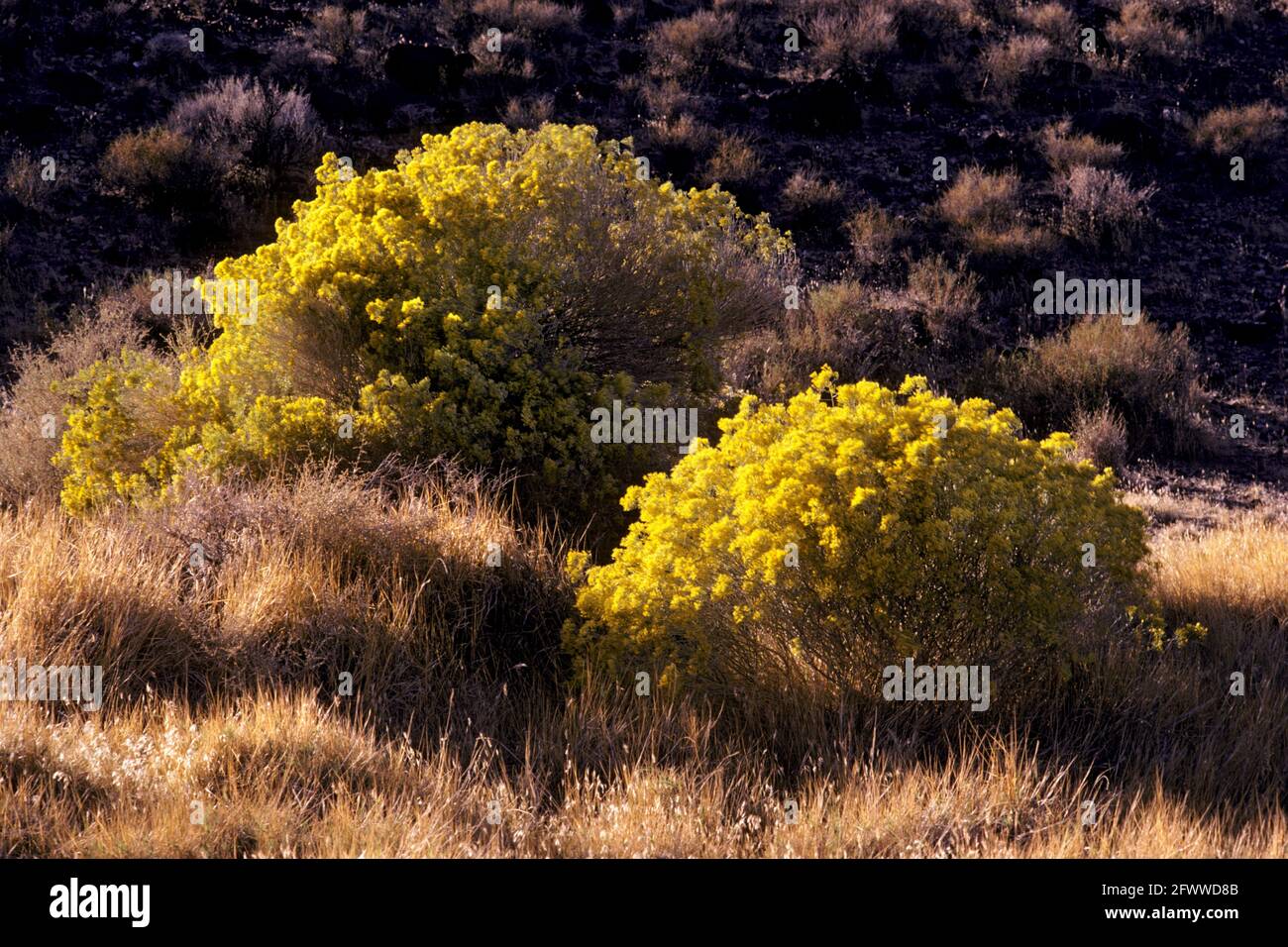 Hasenpinsel (Ericameria nauseosa; auch Chrysothamnus nauseosus) in den kalifornischen El Paso Mountains. Sie stammt aus den Wüsten des Großen Beckens, Mojave, Sonoran und Chihuahuan. Sie wächst bis zu sieben Fuß; mit einer Reichweite von West-Kanada bis Kalifornien; Texas und Nord-Mexiko. Navajo erhält einen gelben Farbstoff aus den Blütenköpfen. Stockfoto