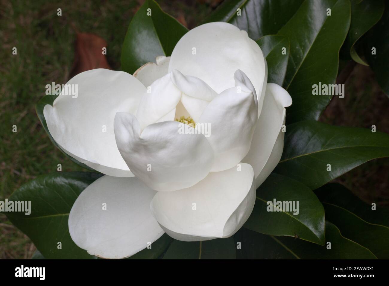 Magnolia blüht aus nächster Nähe Stockfoto