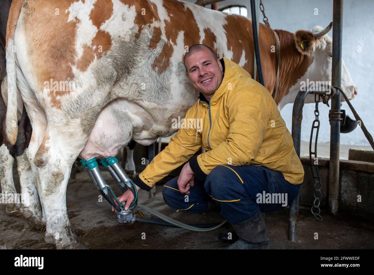 Junger Milchbauer hockend neben Simmental Kuh mit Melkmaschine. Mann lächelt glücklich zufrieden Melken Milchvieh drinnen. Stockfoto