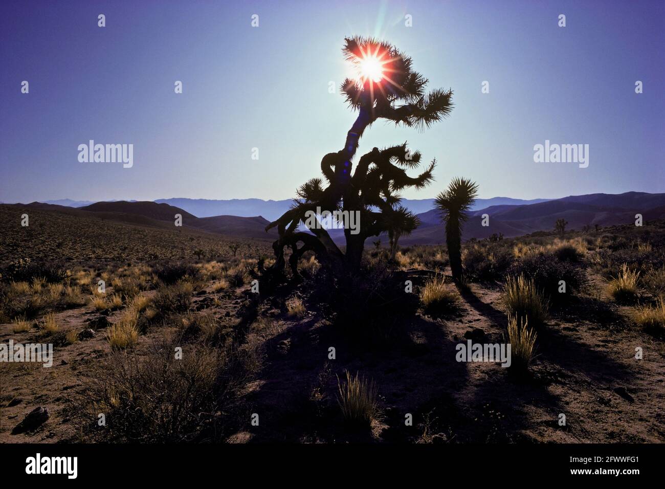Ein eineinziger Joshua-Baum (Yucca brevifolia) in den Coso-Bergen. Der größte der Yuccas; charakteristisch für die Mojave-Wüste; symbolisch für die Gegend. Mormonenpioniere nannten die Spezies Joshua; sie sahen in ihren hochgesteckten Zweigen das Bild einer Person im Gebet; sie gestikulierten wild; wiesen den Weg zu einem biblischen Gelobten Land. Stockfoto