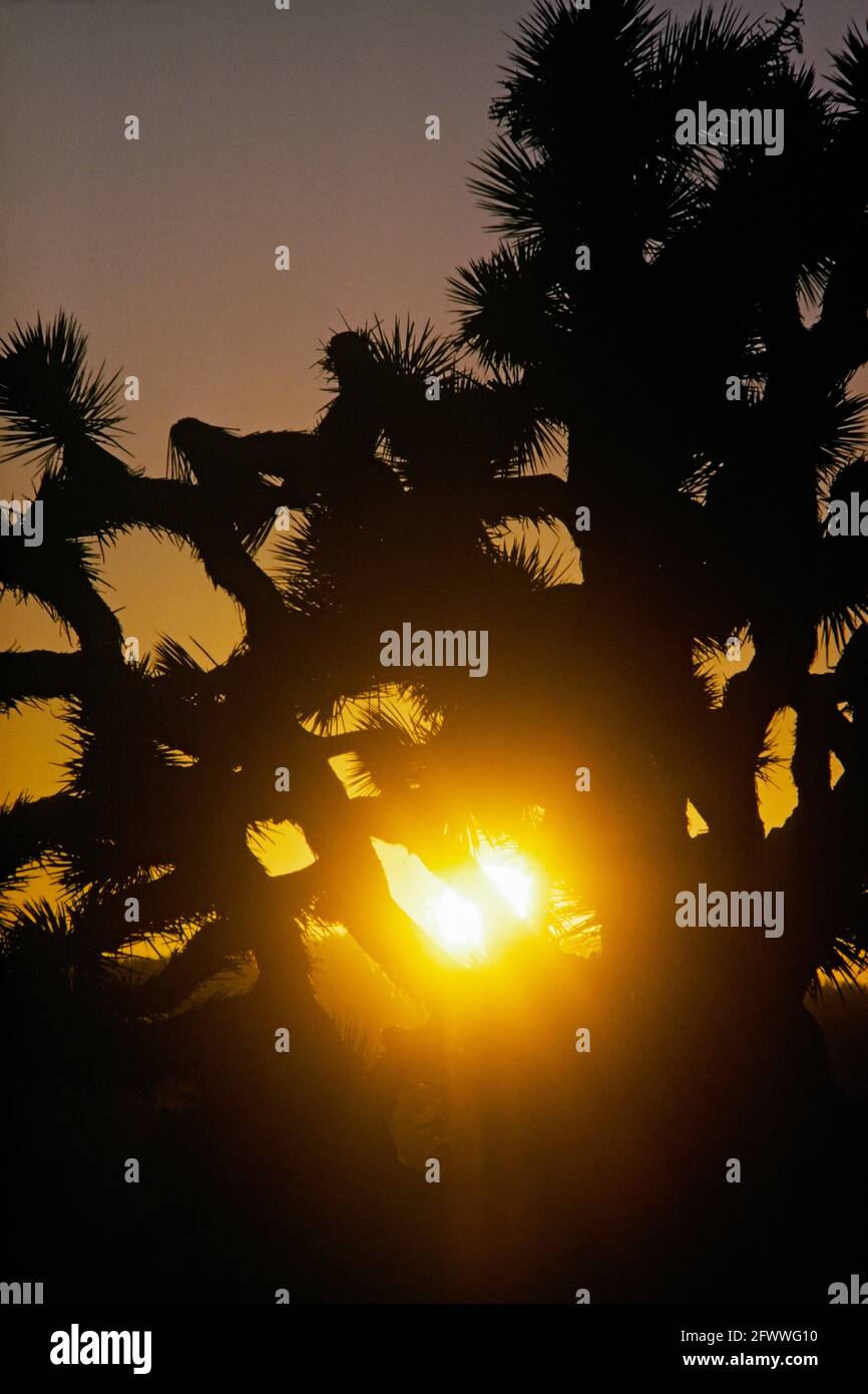 Ein Joshua-Baum, der von der untergehenden Sonne in der kalifornischen Mojave-Wüste umragt wird. Die größte der Yuccas; Yucca brevifolia; sie ist charakteristisch für die Mojave-Wüste und symbolisch für die Gegend. Mormonenpioniere nannten die Spezies Joshua; sie sahen in ihren hochgesteckten Zweigen das Bild einer Person im Gebet; sie gestikulierten wild; wiesen den Weg zu einem biblischen Gelobten Land. Stockfoto