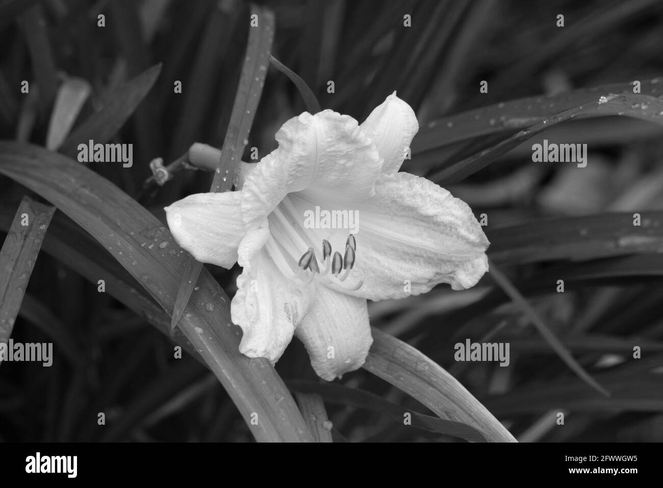 Lily im Freien in Schwarz und Weiß Stockfoto