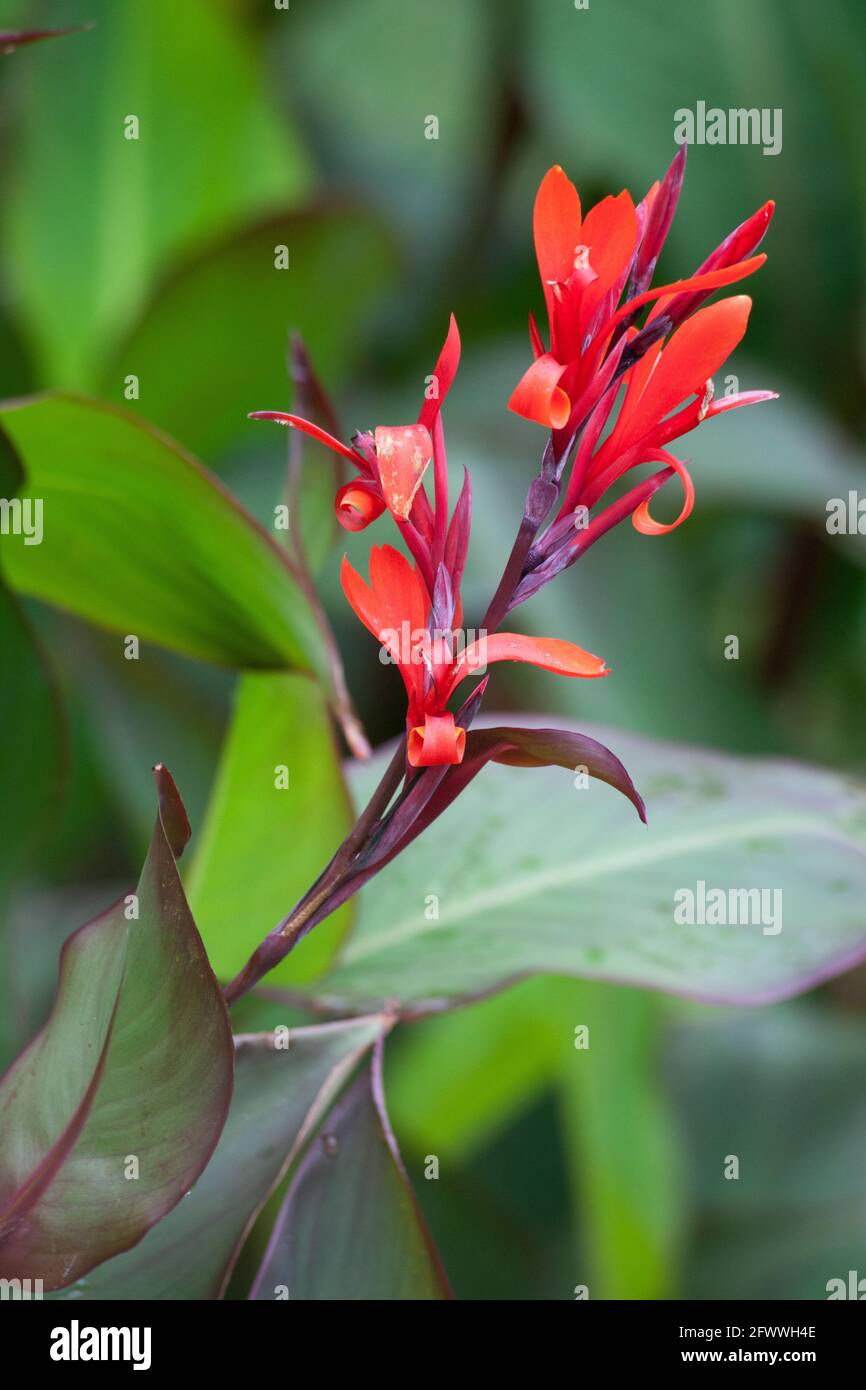 Ref Blume im Garten Stockfoto