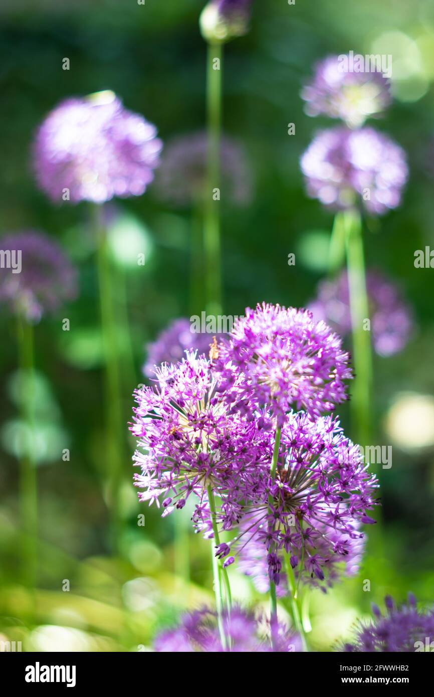 Lila Allium blüht im Garten, echte natürliche Frühlingspflanzen Stockfoto