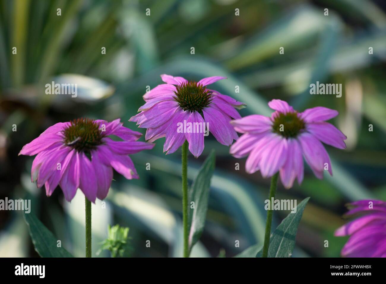 Lila Blume blüht im Garten Stockfoto