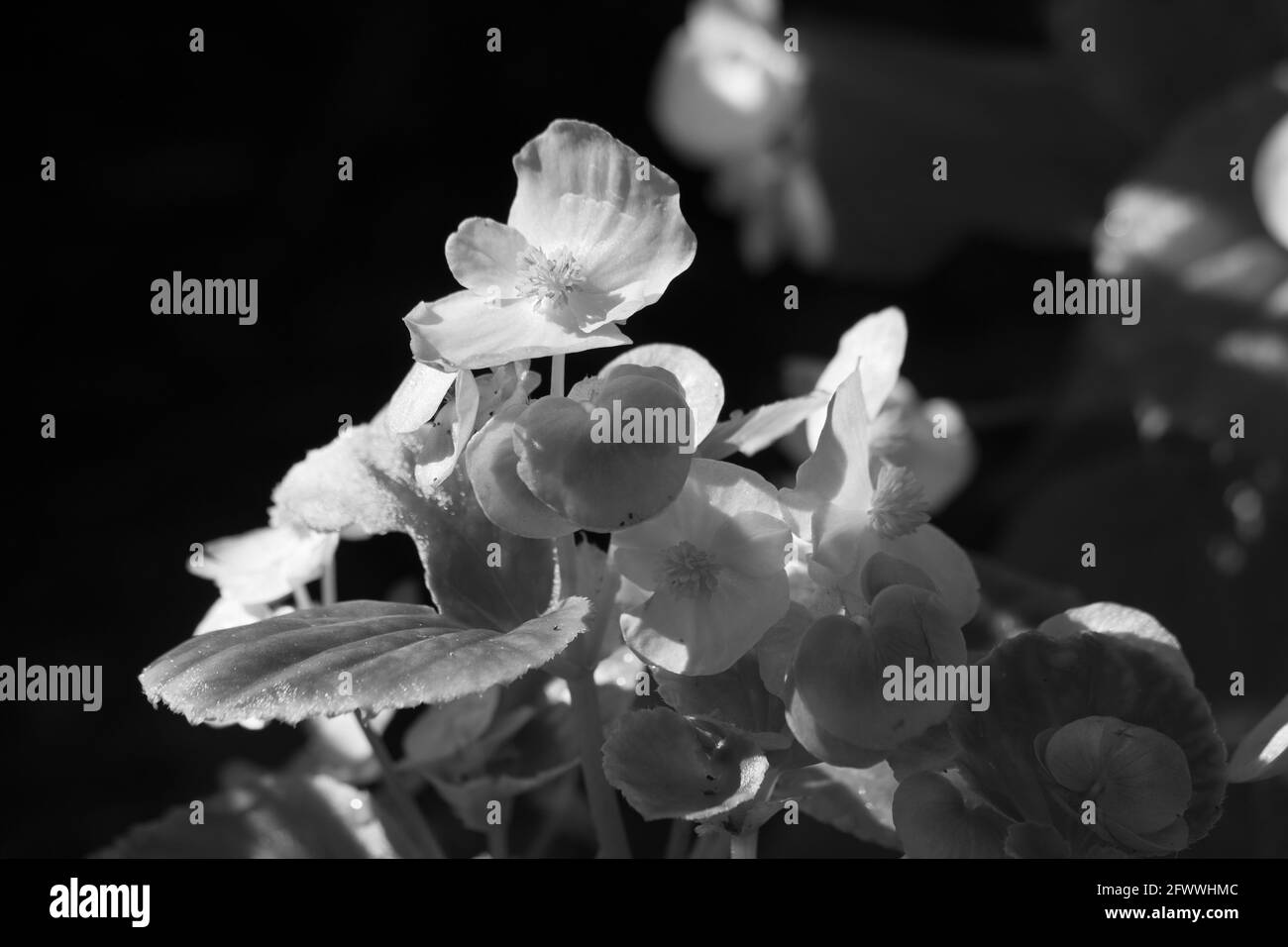Blume in Schwarz und Weiß Stockfoto