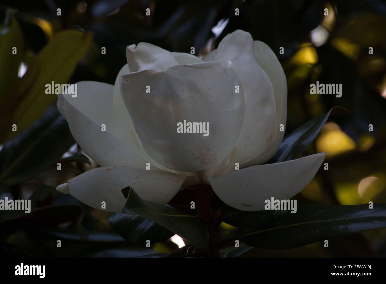 Blüte des süß riechenden Magnolienbaums Stockfoto