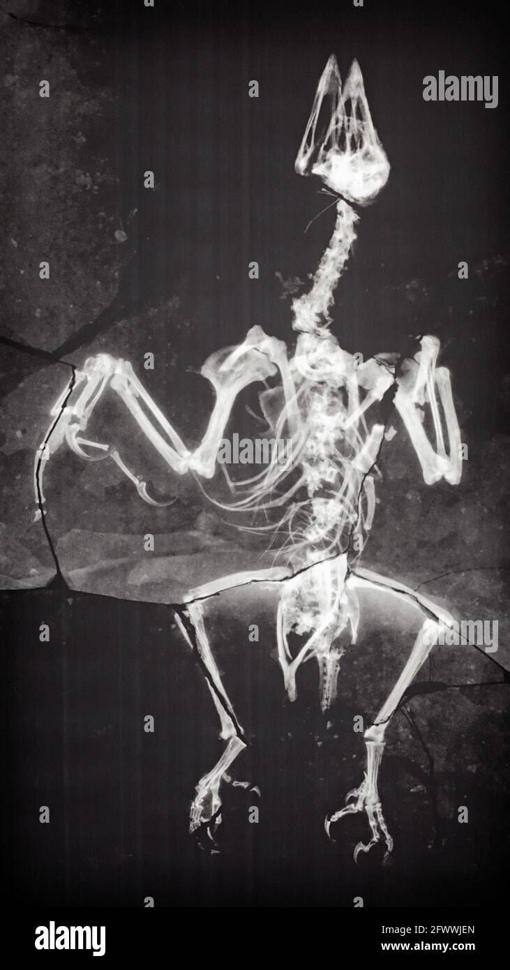 Ein fossiler Konfuziusornis-Röntgenstrahl. Ein Röntgenbild des in Stein gehüllten Fossils kann Details der Anatomie offenbaren und die anschließende Trennung der Gesteinsschichten mit minimalem Schaden leiten. Obwohl keine Federn sichtbar sind, weist dieses Fossil Merkmale auf, die für Dinosaurier und Vögel üblich sind. Aus der Ausstellung: Gefiederte Dinosaurier im San Diego Natural History Museum. Stockfoto